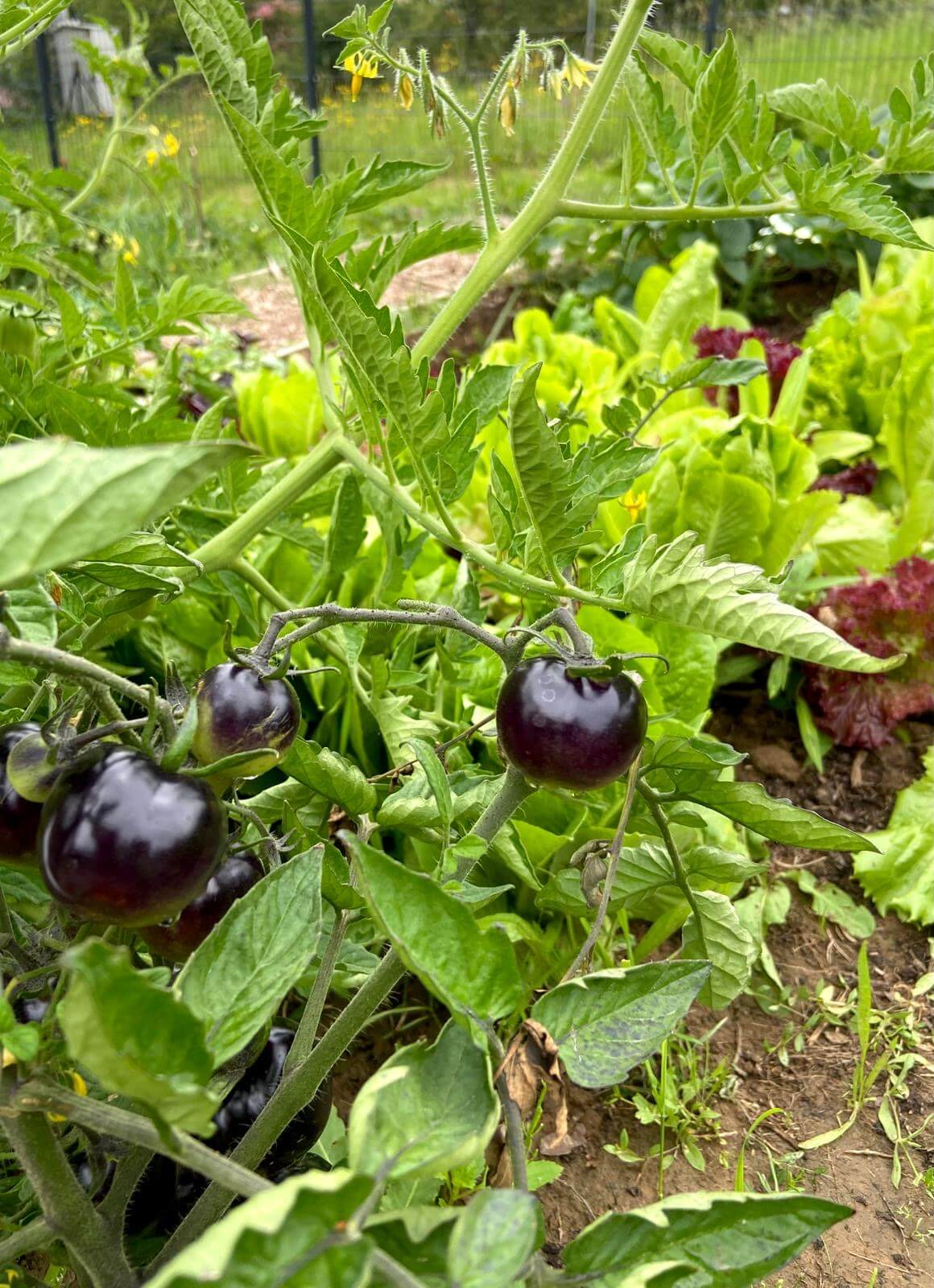 Czarne pomidory. Autor zdjęcia: Katarzyna Wysocka