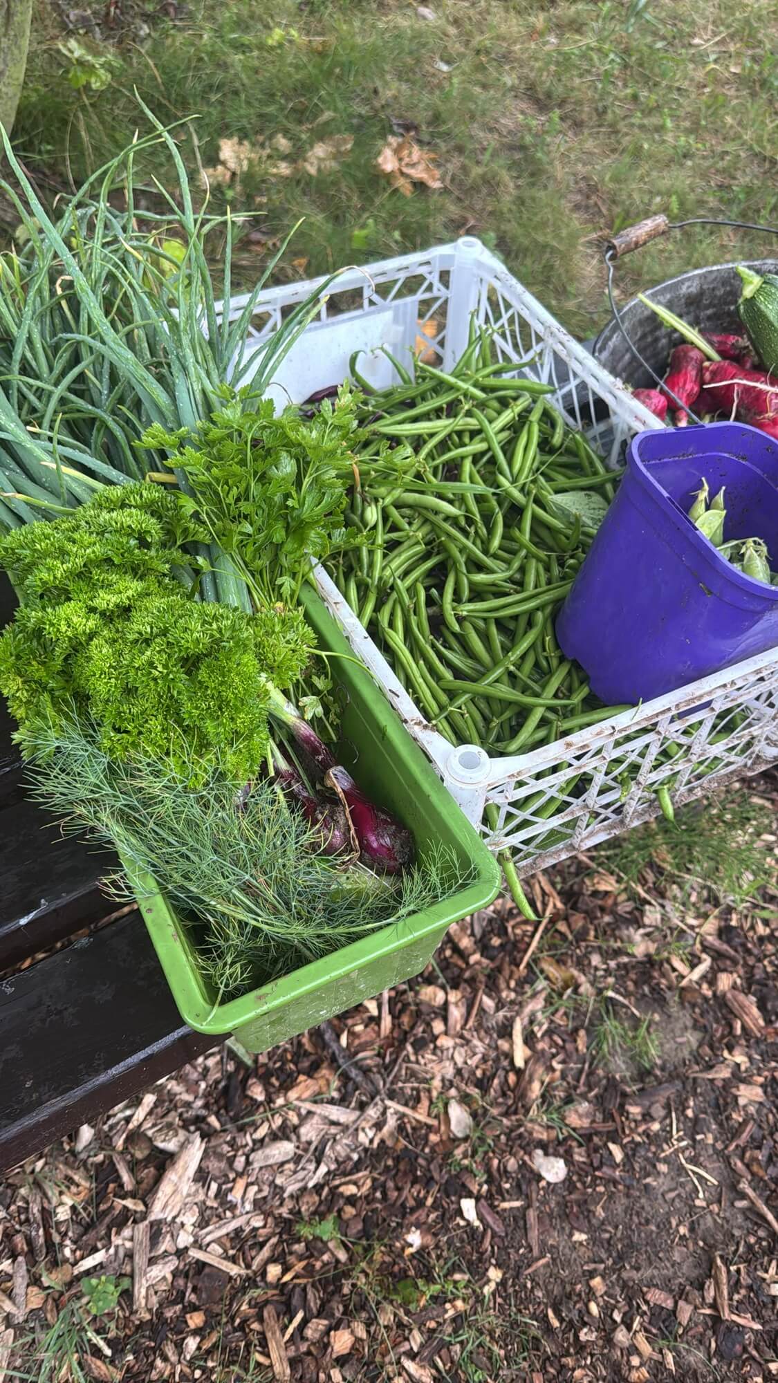 Fasola, koper, cebula...